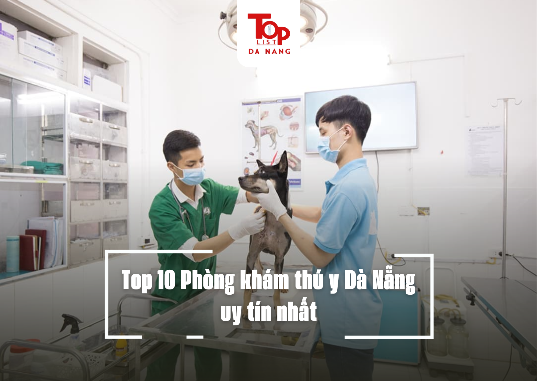 Top 10 Phòng khám thú y Đà Nẵng uy tín nhất